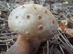 Myriostoma coliforme