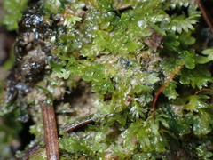 Riccardia