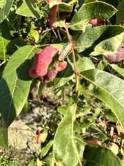 Pistacia terebinthus