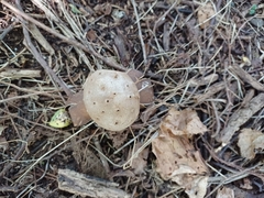 Myriostoma coliforme