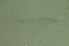 Pseudobatos productus