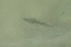 Pseudobatos productus