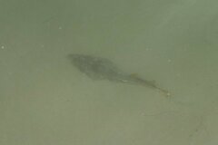 Pseudobatos productus