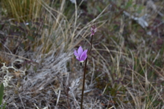 Primula jeffreyi