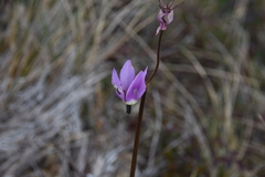 Primula jeffreyi
