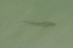 Pseudobatos productus