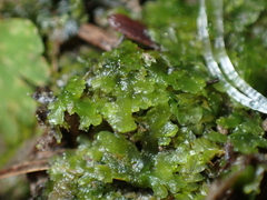Riccardia