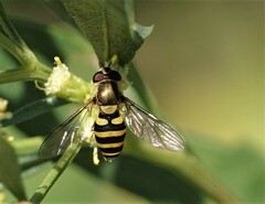 Syrphus rectus