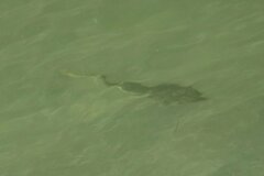 Pseudobatos productus