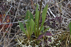 Primula jeffreyi