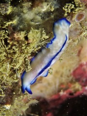 Pseudoceros concinnus