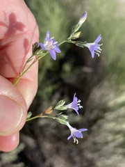 Eriastrum sapphirinum sapphirinum