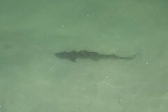 Triakis semifasciata