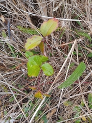 Fragaria chiloensis