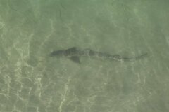 Triakis semifasciata