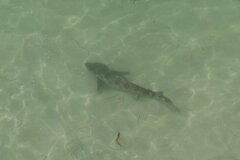 Triakis semifasciata