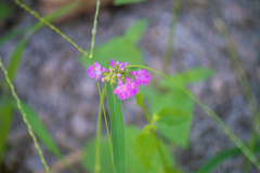 Stachys tenerrima