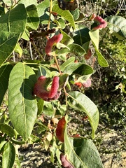 Pistacia terebinthus