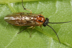 Pristiphora nigriceps