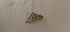 Eoophyla
