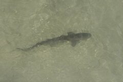 Triakis semifasciata