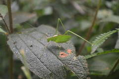 Engonia