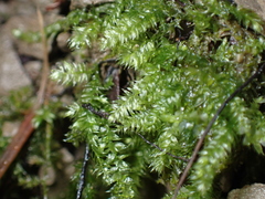 Pseudotaxiphyllum elegans