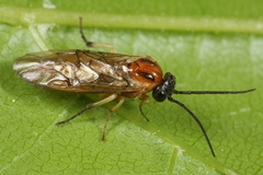 Pristiphora nigriceps