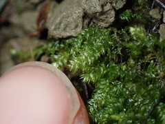 Pseudotaxiphyllum elegans