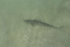 Triakis semifasciata