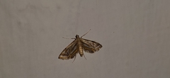 Eoophyla