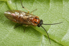 Pristiphora nigriceps