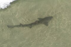 Triakis semifasciata