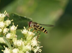Syrphus rectus