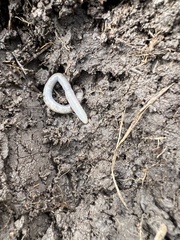 Lumbricus