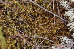 Racomitrium lanuginosum