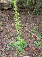 Habenaria floribunda