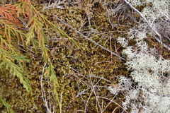 Racomitrium lanuginosum