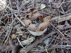 Myriostoma coliforme