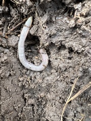 Lumbricus