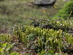 Lycopodium lagopus