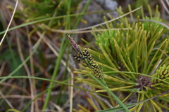 Carex stylosa