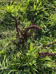 Rumex patientia