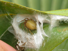 Cheiracanthium inclusum