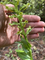 Habenaria floribunda