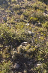 Trichocereus candicans