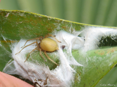 Cheiracanthium inclusum