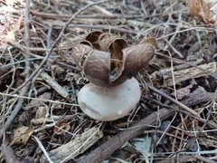 Myriostoma coliforme