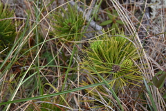 Carex stylosa