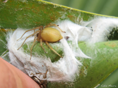 Cheiracanthium inclusum